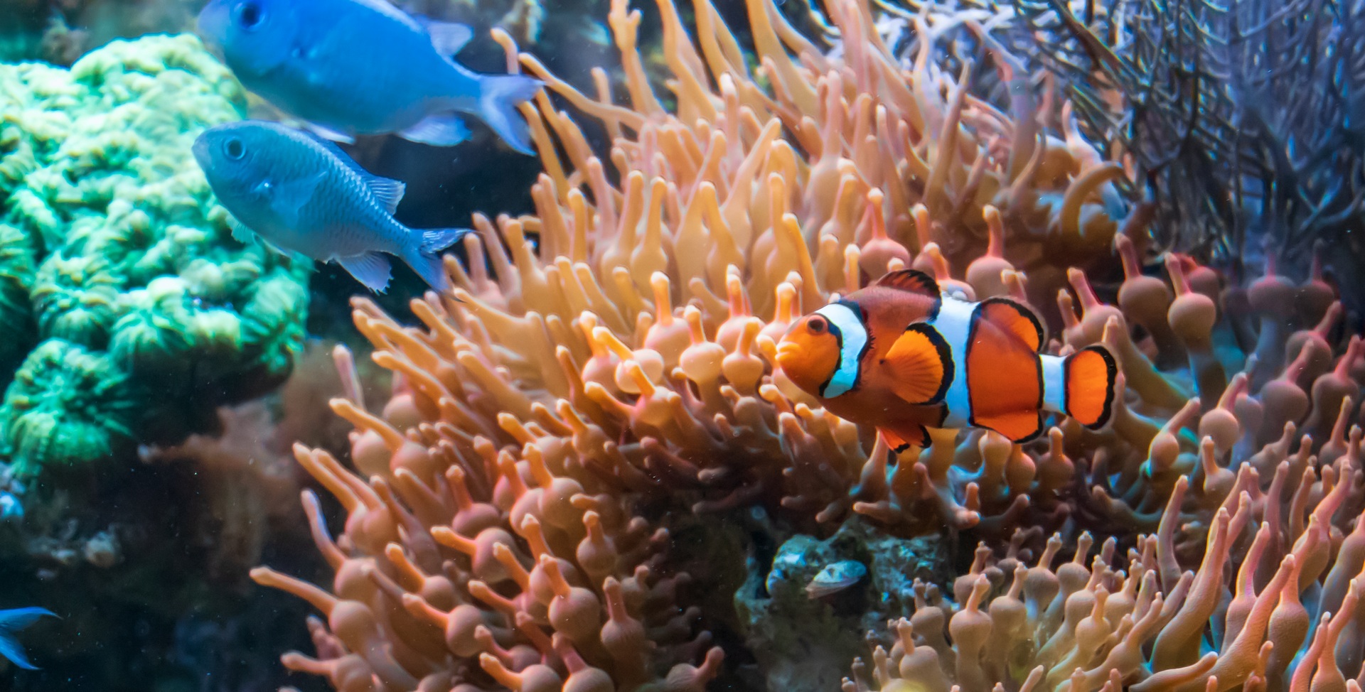 Snorkeling