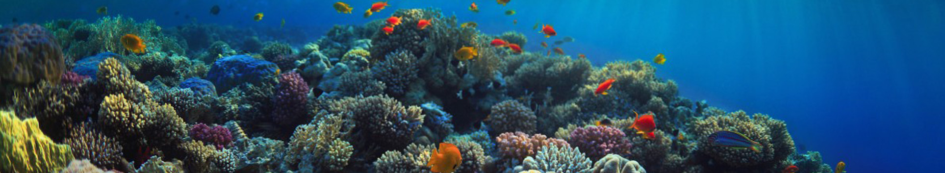 PADI Open Water Diver