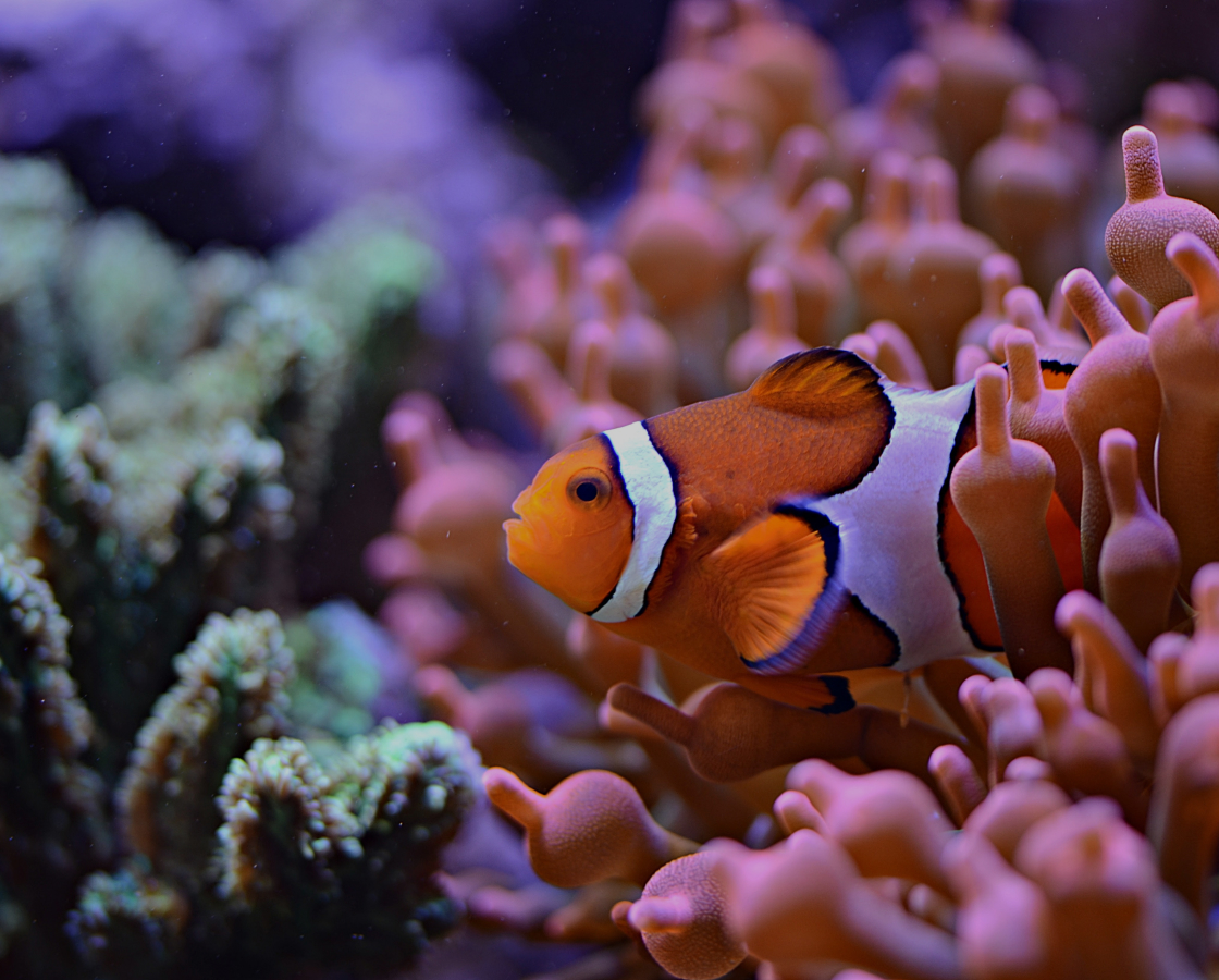 Peak Performance Buoyancy Specialty ( 1 Day )